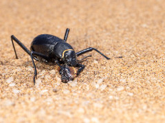 Toktokkie beetle in Namibia.