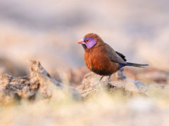 Violet-eared waxbill in Namibia.