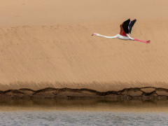 Walvis Bay flamingo in Namibia.