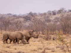 White rhino in Namibia.