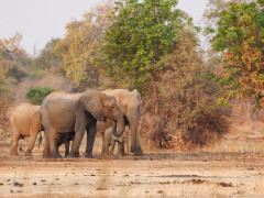 Elephant in North Luangwa National Park, Zambia