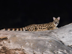 Genet in North Luangwa National Park, Zambia
