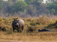 Hippo in North Luangwa National Park, Zambia