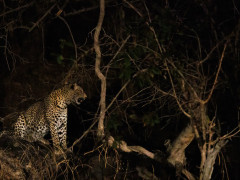 Leopard in North Luangwa National Park, Zambia
