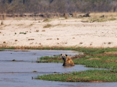 Spotted hyena in North Luangwa National Park, Zambia