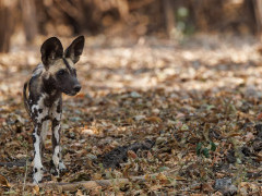 Wild dog in North Luangwa National Park, Zambia