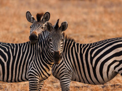 Zebra in North Luangwa National Park, Zambia