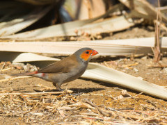 Orange-cheeked waxbill