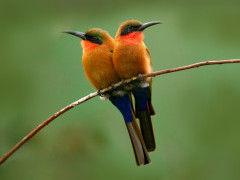 Red-throated bee-eater