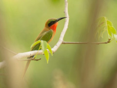 Red-throated bee-eater