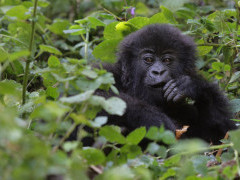 Gorilla at Volcanoes National Park in Rwanda
