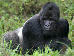 Silverback gorilla in Rwanda