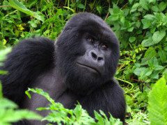 Male mountain gorilla at Volcanoes National Park in Rwanda
