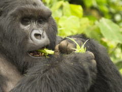 Mountain gorilla eating in Volcanoes National Park, Rwanda