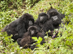 Gorilla family at Volcanoes National Park in Rwanda