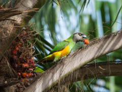 Senegal parrot