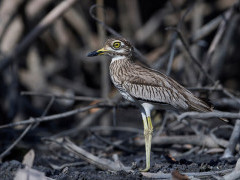 Senegal thick-knee