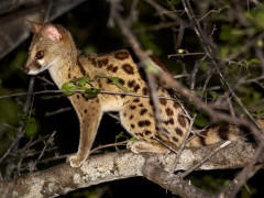 Small spotted genet