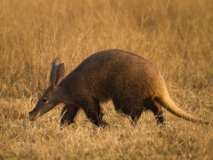 Aardvark