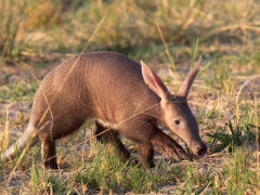 Aardvark in South Africa