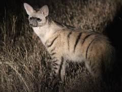 Aardwolf