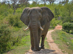 African elephant in South Africa