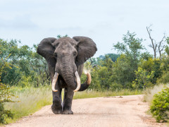 African elephant in South Africa