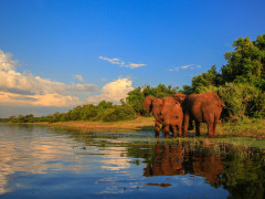 African elephant in South Africa