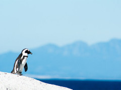 African penguin in South Africa