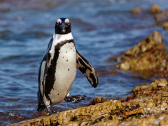 African penguin in South Africa