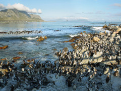 African penguin in South Africa
