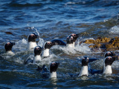 African penguin in South Africa