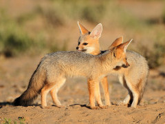 Cape fox