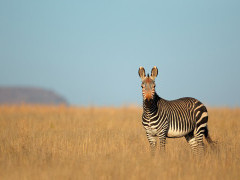 Cape mountain zebra near Cape Mountain, South Africa