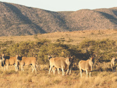 Eland.