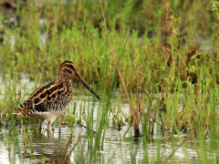 African snipe in Wakkerstroom.