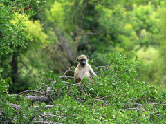 Baboon in South Africa.