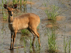 Bushbuck in Bonamanzi Game Reserve in South Africa.