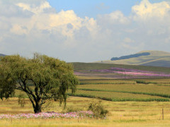 Flower meadow in Golden Gate Highlands National Park, South Africa.