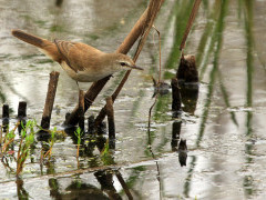 Lesser swamp warbler in Wakkerstroom, South Africa.