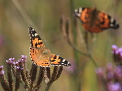 Painted lady in South Africa.