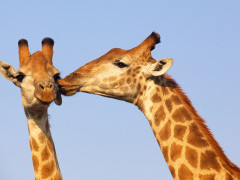 Giraffe in South Africa