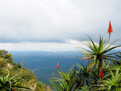 God's window viewpoint with aloe flowers in South Africa