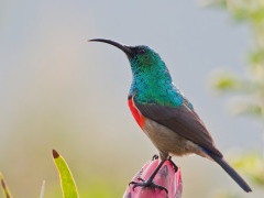Greater double-collared sunbird on protea flower in South Africa