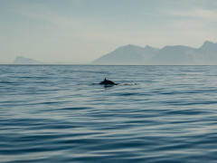 Bryde's whale in Hermanus, South Africa
