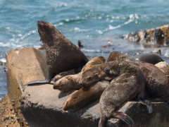 Cape fur seal in Hermanus, South Africa