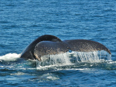 Humpback whale in Hermanus, South Africa
