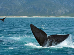 Southern right whale in Hermanus, South Africa