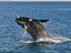 Southern right whale in Hermanus, South Africa