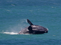 Southern right whale in Hermanus, South Africa